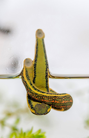 elisabeth-wysocki-blutegel-therapie